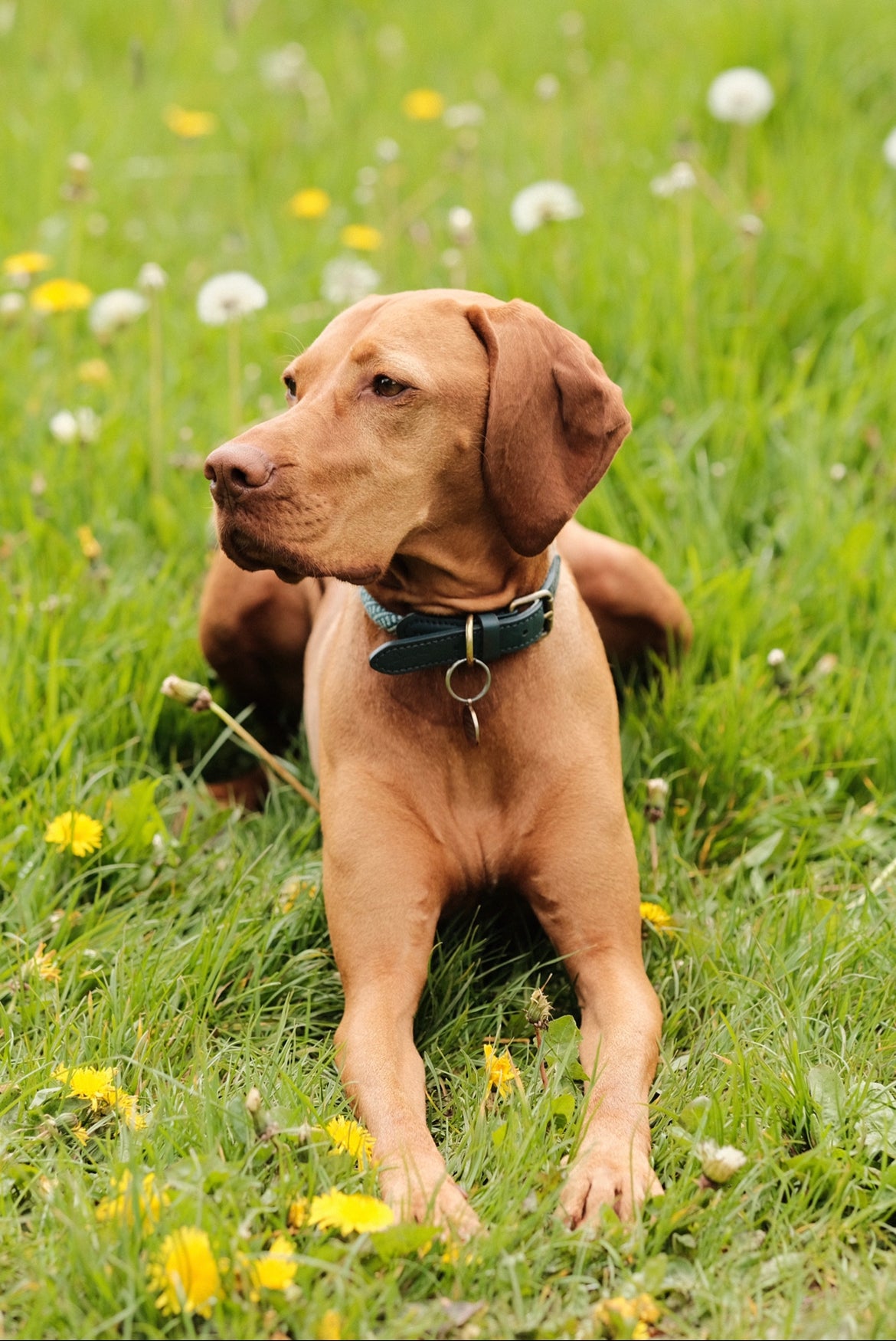 Vizsla dog