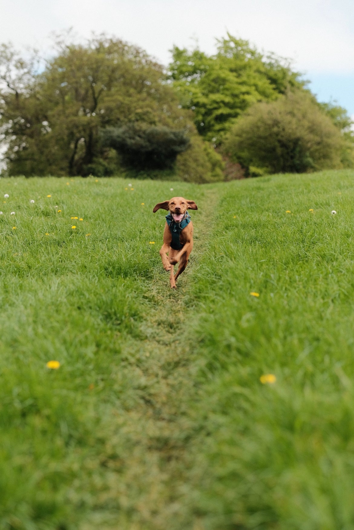 Vizsla dog