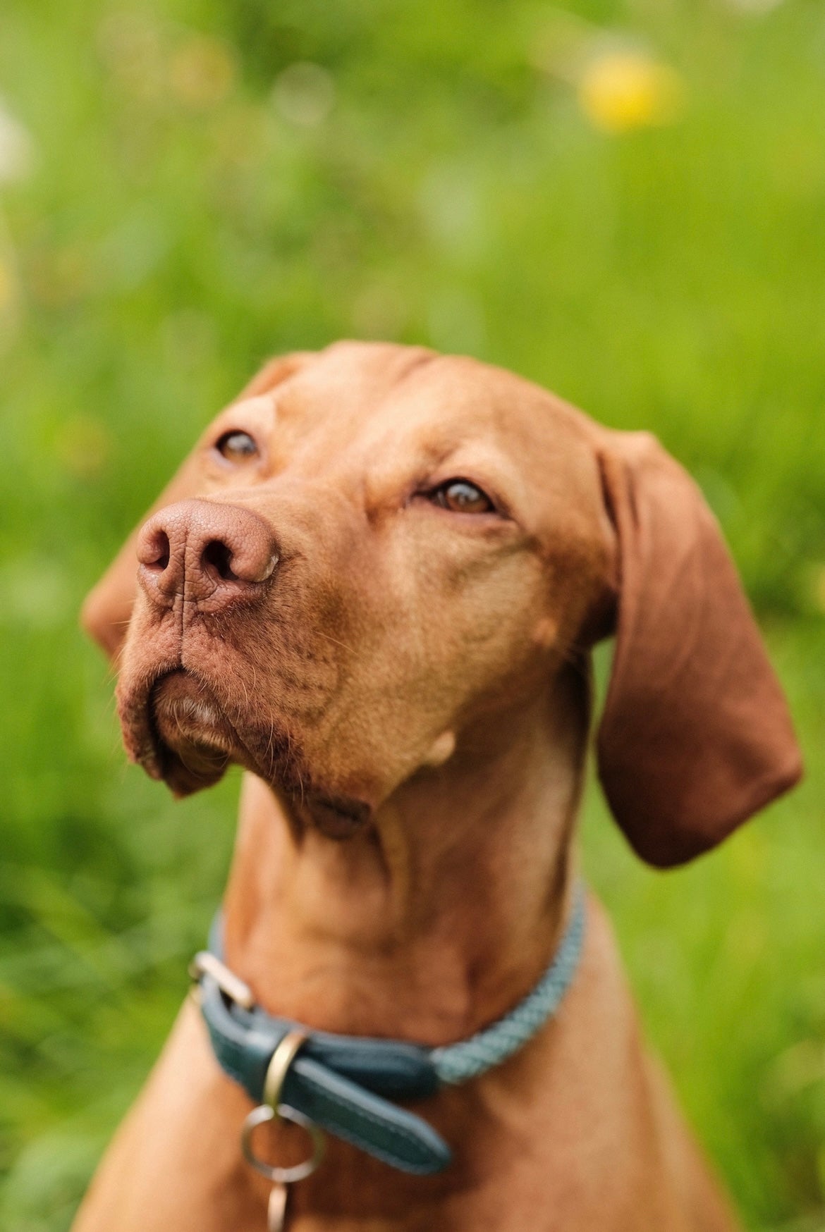 Vizsla dog