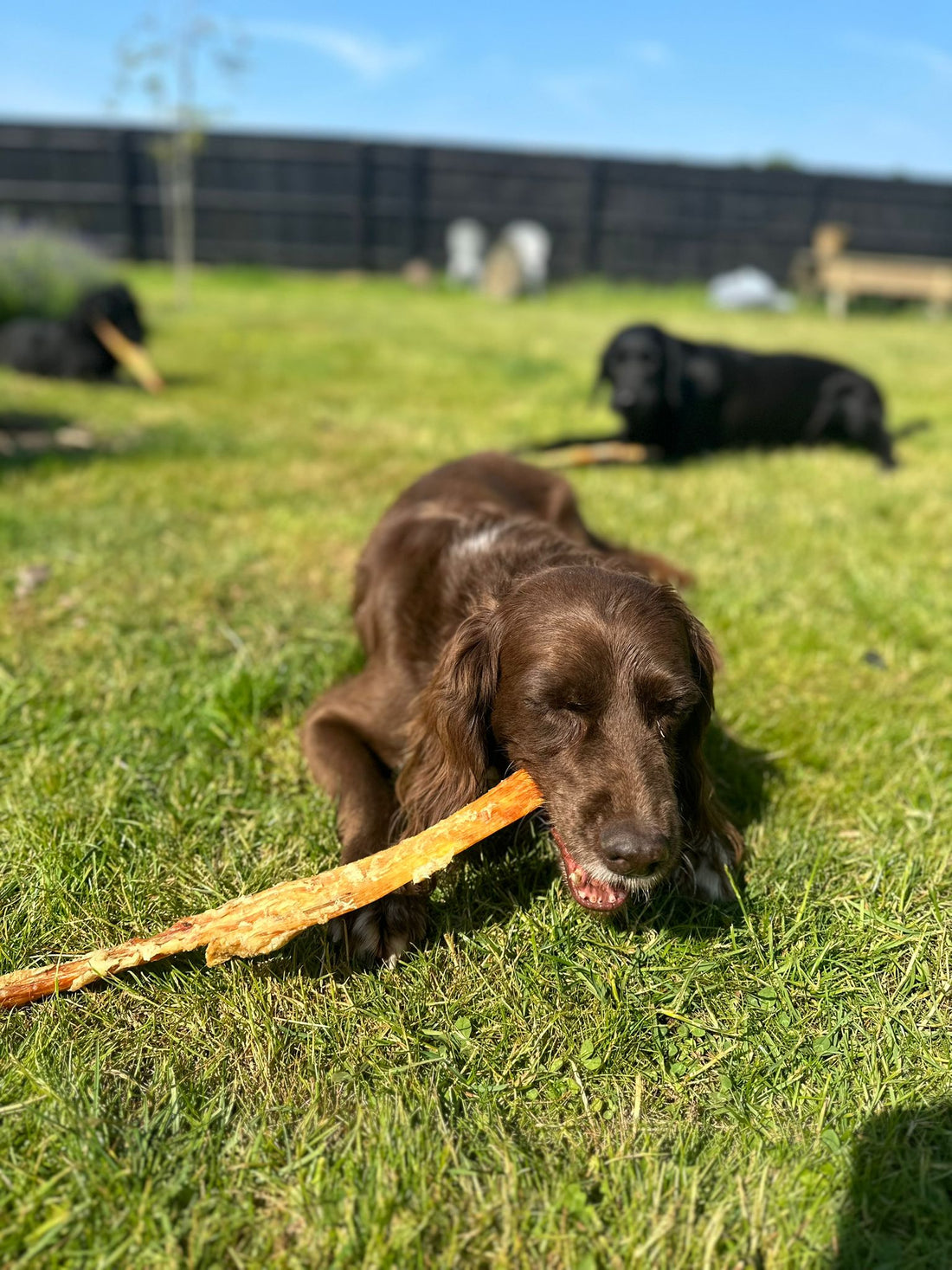 Mental Enrichment in the Hot Weather: The Key to a Happy and Healthy Pup