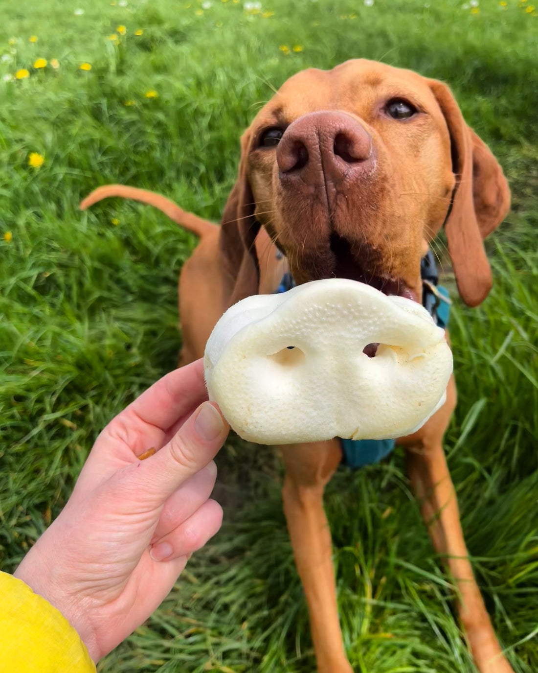 Vizsla eating natural dog treat