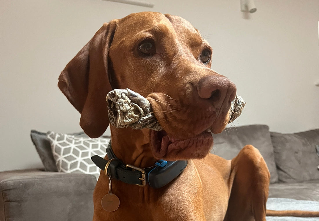 Vizsla eating novel protein natural dog chew